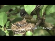 Fantail Feed in Nest 3 2872